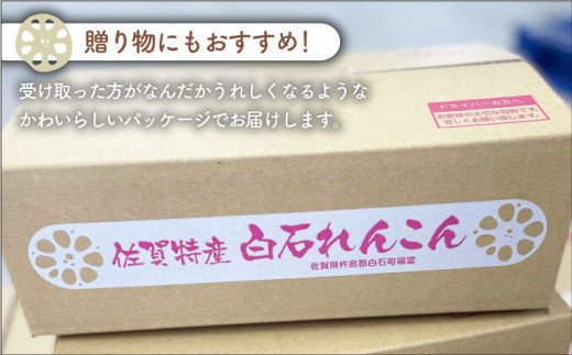 【先行予約】やみつきになる甘さ！ 松尾青果のこだわり白石れんこん 約1kg（500g×2袋入り）【松尾青果】蓮根 レンコン 泥付き 根菜 野菜 佐賀県産 [IBD002]