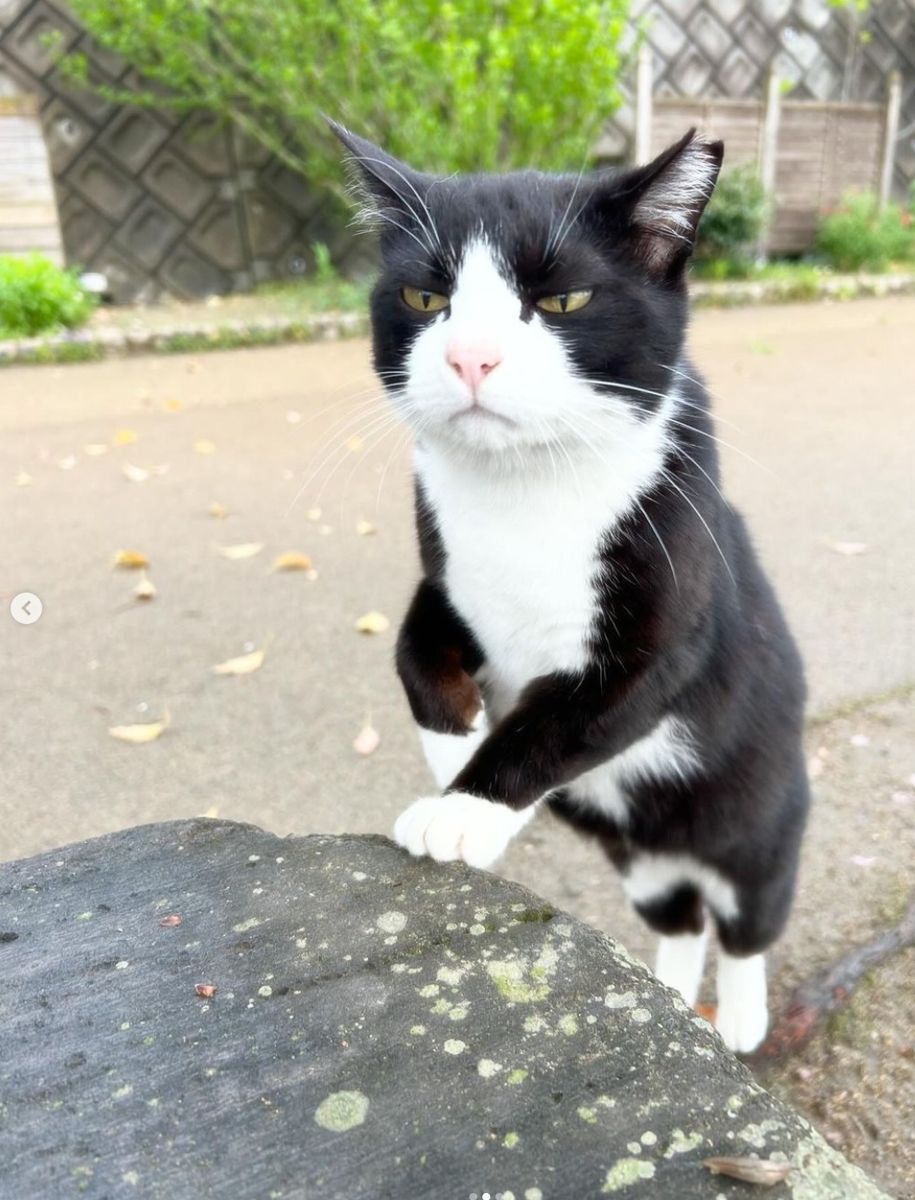【返礼品なし】「「むな猫（旧：てくてくさくらねこ）」　地域猫活動支援【むな猫】_HA1118