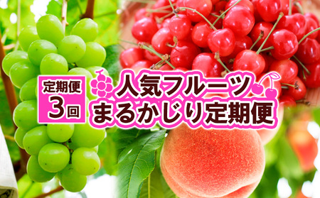 【定期便3回】人気フルーツ まるかじり定期便 FY25-826