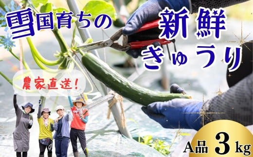 ファーム吉五郎　きゅうり　A品3kg