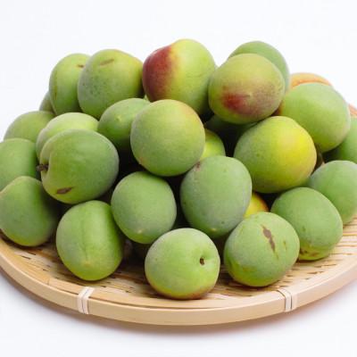 ふるさと納税 和歌山市 家庭用 紀州南高梅(青梅)5kg+250g(傷み補償分)【梅干し・梅ジュース】【訳あり】 |  | 01