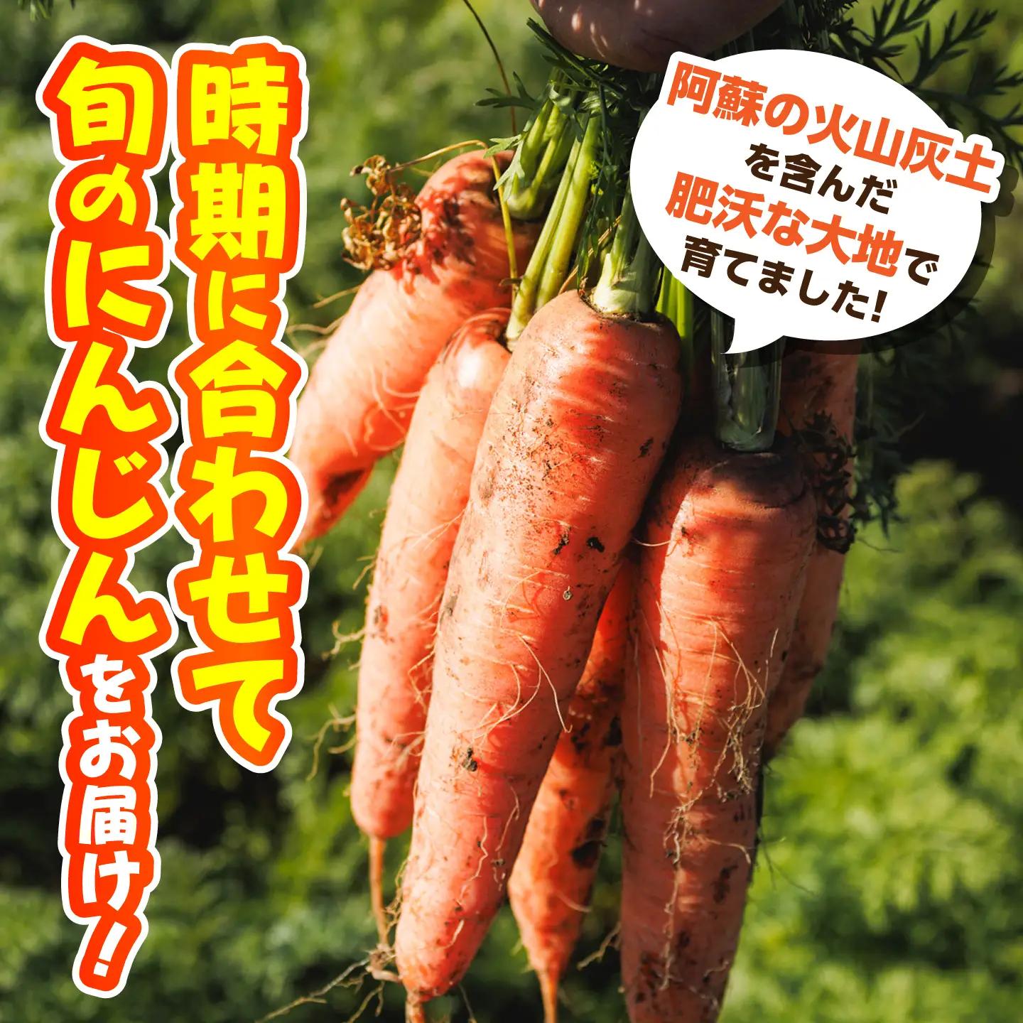 訳あり菊陽春にんじん 3kg にんじん BHDH004