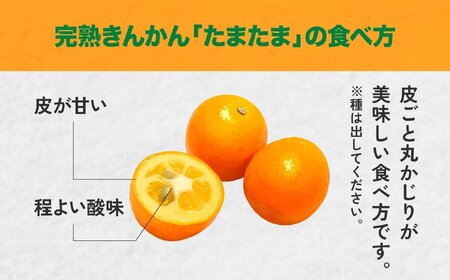 完熟きんかん たまたま 2kg ふるさと納税 果物 フルーツ デザート スイーツ きんかん きんかんたまたま 完熟 宮崎県産 国産 宮崎産 贈答 贈り物 ギフト プレゼント ブランド 柑橘 柑橘系 柑