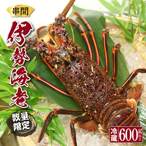 L-C2 ＜期間限定＞串間市産！天然イセエビ（600g〜700g）鮮度抜群の伊勢海老を食卓へお届け【串間市漁業協同組合】