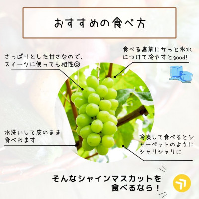 【発送月固定定期便】旬のフルーツセット シャインマスカット約1.8kg/ル・レクチェ約3kg 全2回