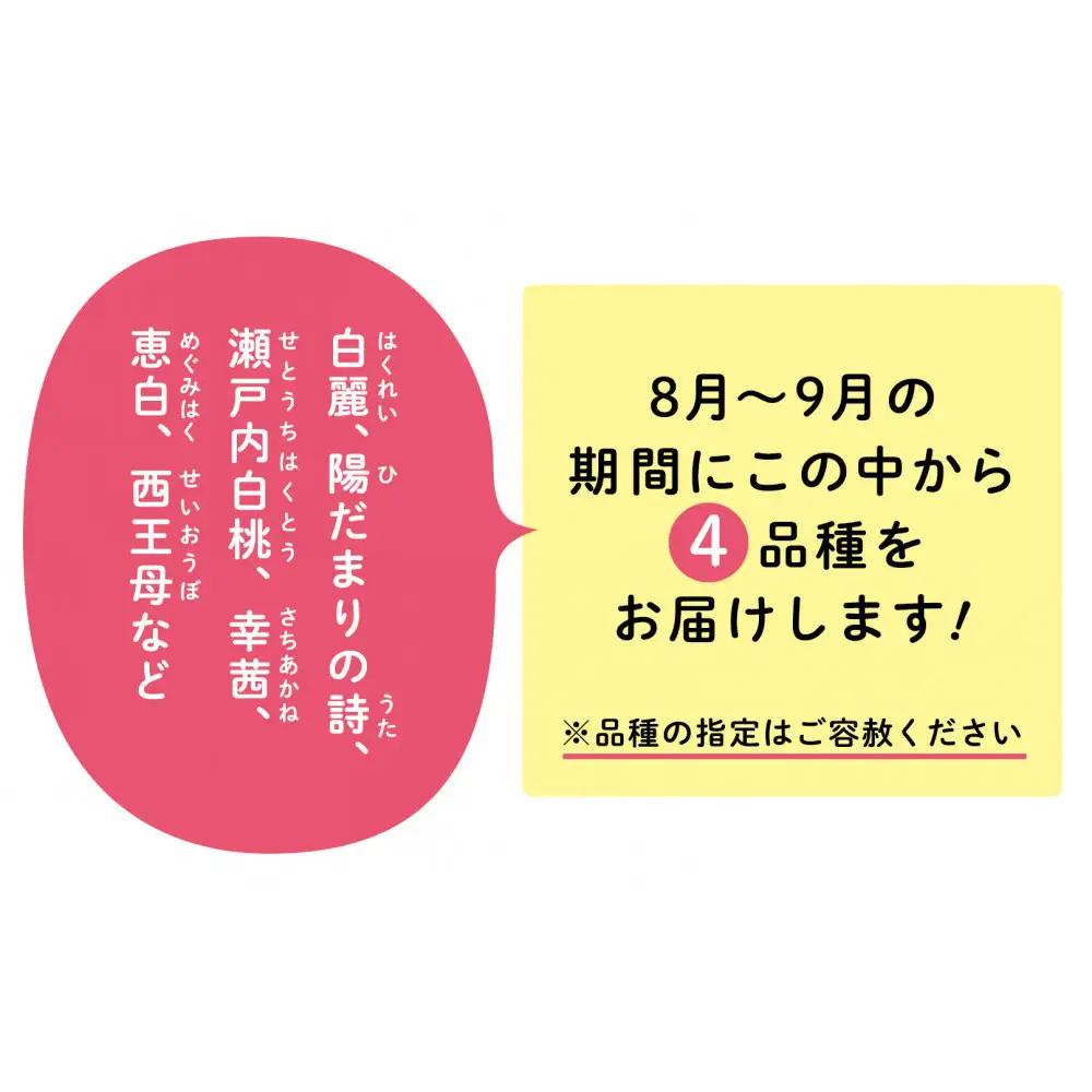 【全4回お届け】岡山の桃　8月-9月  【8月以降発送】