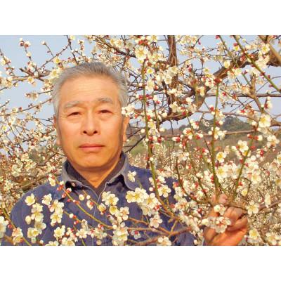 ふるさと納税 かつらぎ町 【梅干・梅酒用等】紀州和歌山の熟南高梅(約3kg+3%)【6月下旬〜7月上旬順次発送】 |  | 03