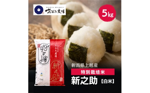 令和8年産 新潟県上越産 特別栽培米 新之助 5kg 5キロ 【白米】 しんのすけ 新米 おおた農場 上越市