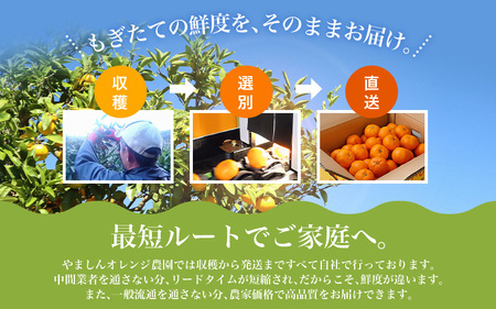 【訳あり】農家直送 有田みかん 約8kg ご家庭用 サイズ混合 ※2024年11月中旬から2025年1月中旬までに順次発送予定（お届け日指定不可）※北海道・沖縄・離島への配送不可 / 温州みかんサイズ