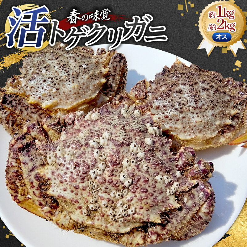 【ふるさと納税】＼選べる容量／春の味覚 活トゲクリガニ(オス) 約1kg (3杯) 約2kg (6～10杯) 《太平丸》 漁師直送 かに カニ 蟹 魚介 青森 青森県 東北 むつ湾 F21J-185var