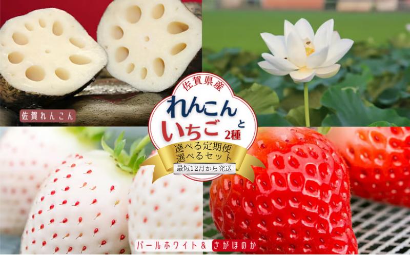 
                  先行受付開始！【選べる定期便3回】【選べるセット内容】佐賀県産 れんこんといちご さがほのか パールホワイト 苺 イチゴ 蓮根
                