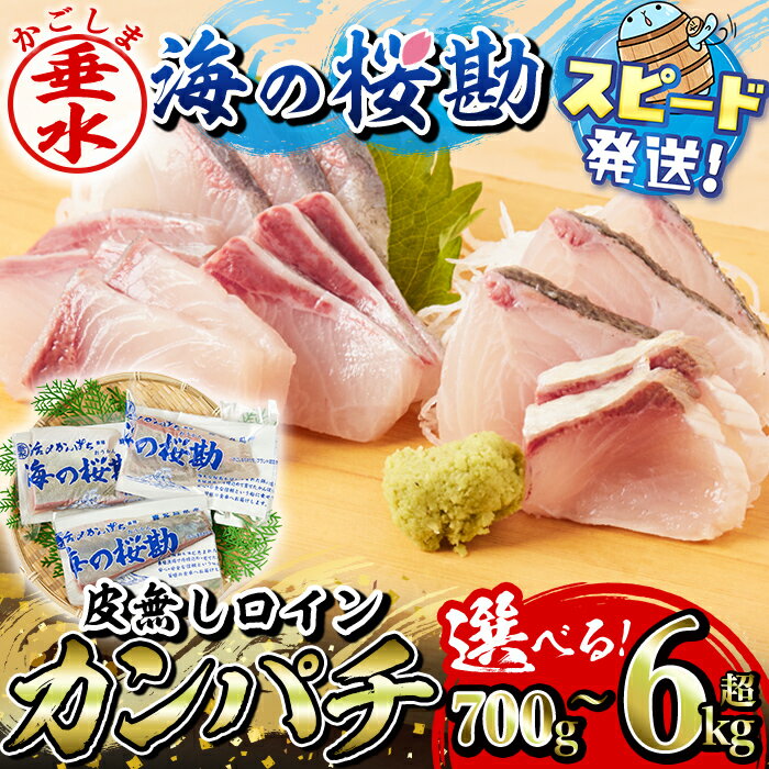 【ふるさと納税】【配送方法が選べる】高評価★4.87 ＜すぐ届く！＞＜10営業日以内発送！＞ 鹿児島県垂水市産カンパチ『海の桜勘』皮無しロイン（約700g〜6.3kg）定期便 冷凍 魚 魚介 海鮮 カンパチ かんぱち 勘八 刺身 柵 国産 鹿児島産 垂水【垂水市漁業協同組合】