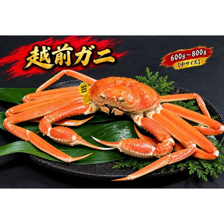 【12月出荷】越前ガニ 600g～800g 1杯 【中サイズ】