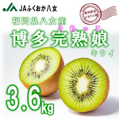 ふるさと納税 八女市 先行受付【博多完熟娘(うれっこ)キウイ3.6kg】JAふくおか八女より産地直送※12月より順次発送