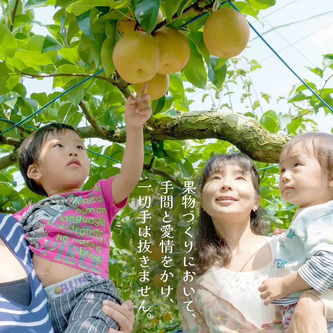 新高 約5kg（茨城県共通返礼品：かすみがうら市） 【2026年9月中旬発送開始】 梨 数量限定 なし ナシ フルーツ 果物 旬 産地直送 [FF005sa]	