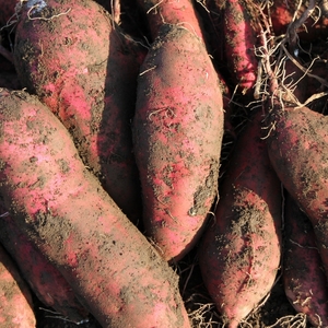 甘くてしっとり★さつまいも(紅はるか)3kg