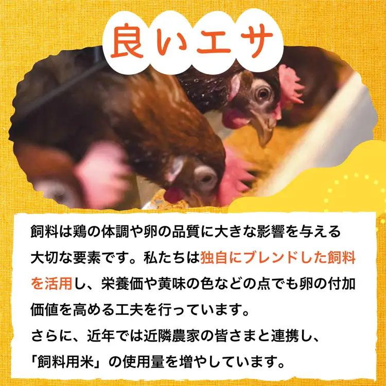【TVで紹介】【12回定期便】卵 霧の卵 120個 定期便【北海道・沖縄・離島配送不可】