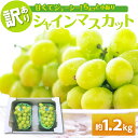 【ふるさと納税】【 訳あり 】 シャインマスカット 1.2kg ( 配送時期が選べる 11月 12月 ) / 家庭用 ぶどう 葡萄 グレープ 果物 くだもの フルーツ 規格外 秋 旬 青森県 五所川原市