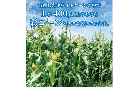【先行予約】京都の白いとうもろこし「彩コーン」約4kg（ホワイトコーン とうもろこし2025 とうもろこし) 