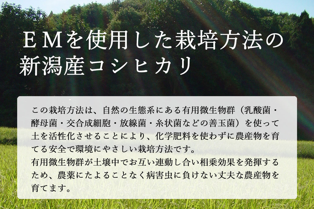 〈令和7年産 新米〉有機栽培米 新潟産コシヒカリ 5kg 有機JAS認証【2025年10月下旬頃より順次発送】 精米 白米