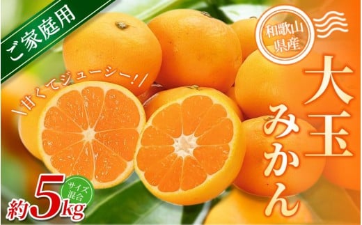 【家庭用】 森本農園の手選別 大玉みかん 約5kg 和歌山県産 【北海道・沖縄・離島配送不可】【2025年11月上旬～2026年2月中旬ごろに順次発送】【BV-mrmt069】