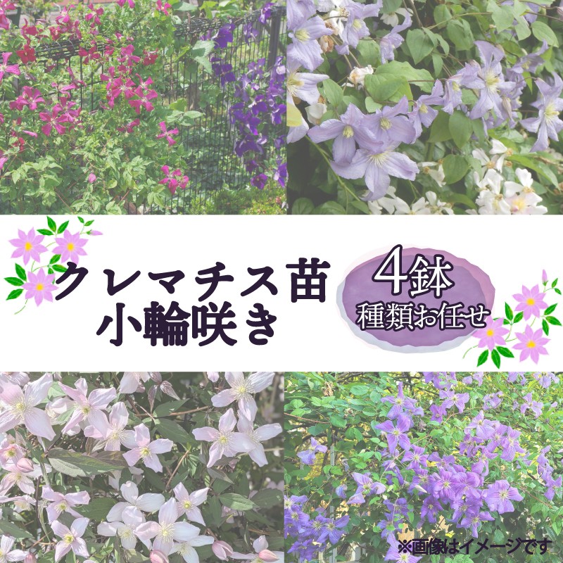 
                  花苗 クレマチス 苗 小輪咲き 4鉢セット 種類 おまかせ 花 お花 鉢花 鉢植え 園芸 ガーデニング 富士山 静岡県 長泉町 母の日 父の日 敬老の日 プレゼント ギフト 贈り物 お歳暮 お中元 
                