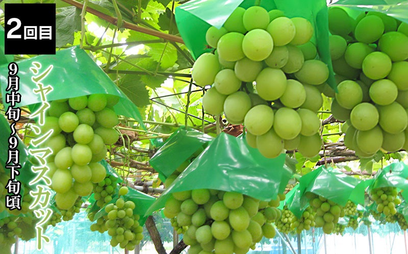 【定期便】【令和8年産先行予約】 山形県鶴岡産 旬のお楽しみフルーツセット(果物) 和梨＆シャインマスカット＆ラ・フランス＋庄内柿＆りんご (計4回、5種) 産直あぐり