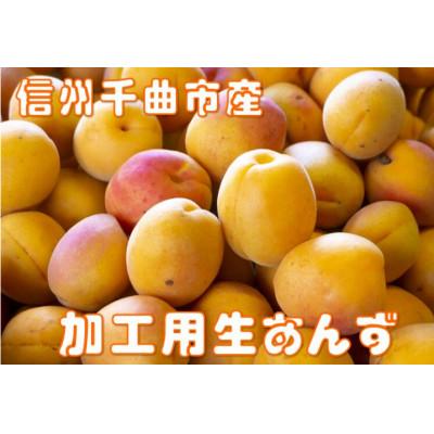 ふるさと納税 千曲市 【2026年先行予約】長野県千曲市産 加工用(訳あり)生あんず 約3kg