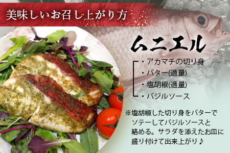 【予約受付】【2024年3月以降順次発送】高級ブランド魚 尖閣赤マチ 1尾 約1kg 下処理済【沖縄三大高級魚】 GK-3