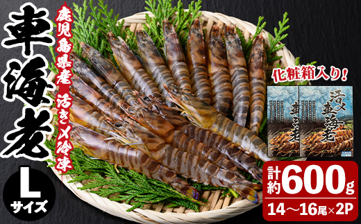 n429 鹿児島県産！活き〆冷凍車海老(Lサイズ・計約600g) 化粧箱入り！ くるまえび 海老 海鮮 海産物 国産 九州産 急速冷凍 ギフト 車海老 真空パック 養殖 冷凍 【車海老日本株式会社】