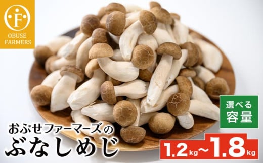  ぶなしめじ 300g × 4袋  300g × 6袋  選べる内容量 ［おぶせファーマーズ］ きのこ キノコ 野菜 鍋 炒め物 長野 信州 