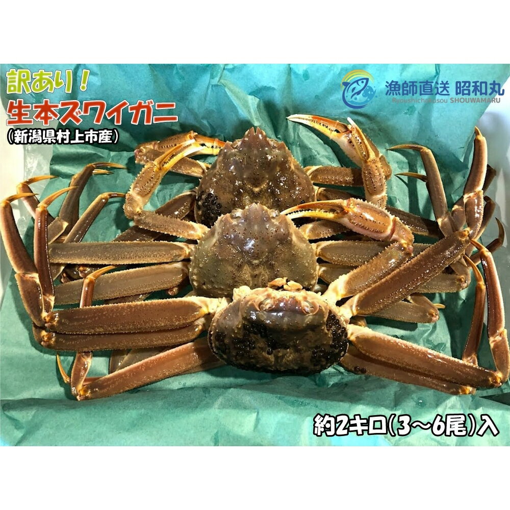 【ふるさと納税】【年明け順次発送・数量限定】＜訳あり＞冷蔵便　生本ズワイガニ　約2kg（3～6尾入）蟹 カニ 海鮮 魚介類 甲殻類 産地直送 クール お取り寄せ 新潟県 村上市 送料無料 1079004