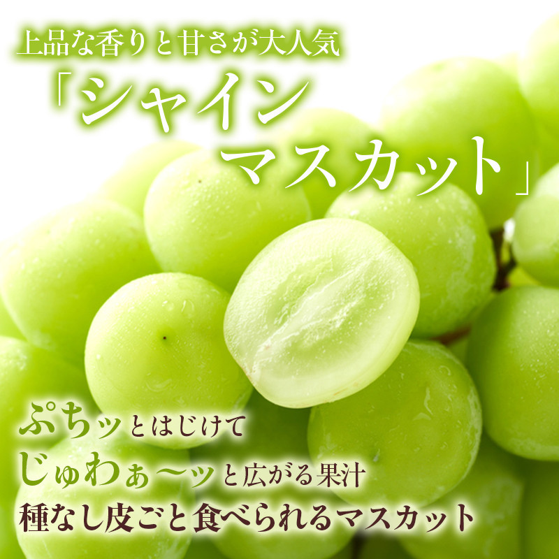 2026年産　長野県長野市産シャインマスカット 約3kg 4房～7房 シャイン マスカット 葡萄 ぶどう 果物 フルーツ 信州 |  シャイン マスカット 葡萄 ぶどう 果物 フルーツ 信州 ブドウ 人気 おすすめ 信州  送料無料  長野県 長野市 信州 信濃 ふるさと納税