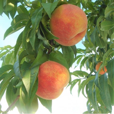 朝もぎ直送!『黄桃系』5～8玉  選び抜かれた桃【配送不可地域：離島】