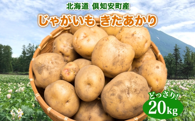 
北海道産 じゃがいも きたあかり 約20kg 芋 ジャガイモ いも 自然 旬 新鮮 野菜 直送 常温 農作物 お取り寄せ 野菜 ポテト 農作物 お取り寄せ 送料無料 縁樹 北海道 倶知安町
