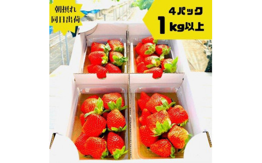 
                  《限定3月発送》  朝採り同日出荷 いちご　御前崎産かおり野　1kg(250g×4パック)｜フルーツ 果物 くだもの 果実 おやつ デザート 静岡
                