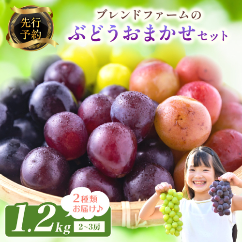 【先行予約】ブレンドファームのぶどういろいろおまかせセット（2026年8月下旬～発送） 果物 フルーツ マスカット 詰合せ セット 1.2kg 先行予約 ふるさと納税 ぶどう