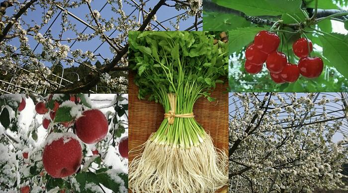 【ふるさと納税】【定期便】ゆざわ四季の便り～三関からあなたへ～さくらんぼ 三関産佐藤錦 枝豆 三関産ふじ100％リンゴジュース 三関セリ【（株）CRAS】[D6-10901]