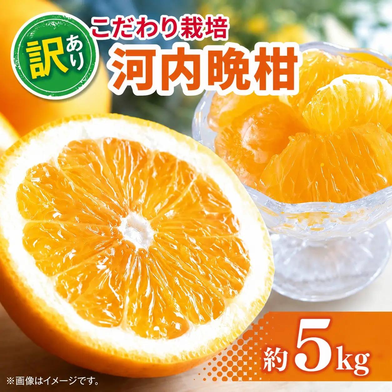 訳あり 河内晩柑 約 5kg
