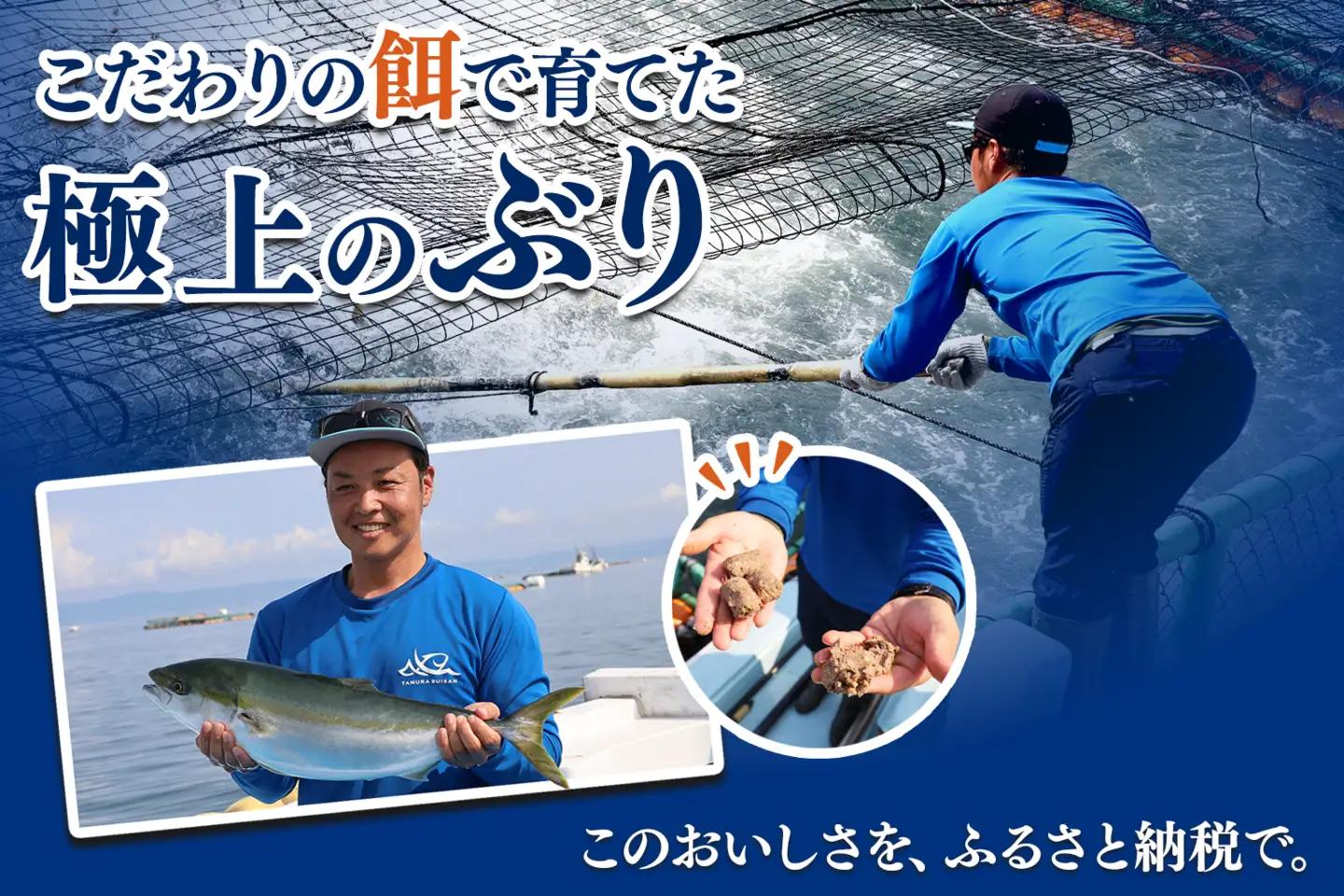 B2-8003／【予約販売・12月23日以降順次発送】鹿児島県産ぶりロイン2節（計1kg以上）＋ カマ 1個