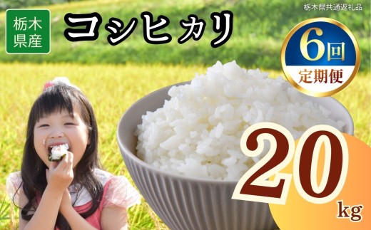 【定期便6回】栃木県産コシヒカリ 20kg | 2025年 2025年米 令和7年米 秋 白米 ごはん ご飯 小分け 人気 おいしい 旨い おにぎり おむすび お弁当 限定 栃木県共通返礼品 栃木県 下野市 送料無料 