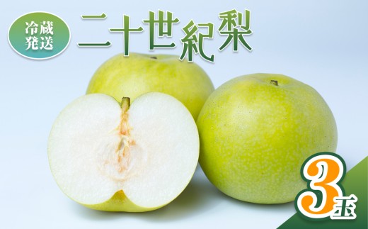 【2026年 先行予約】二十世紀梨 3玉入り※冷蔵発送｜鳥取 井上農園 梨 なし ナシ 青梨 果物 フルーツ【41068】