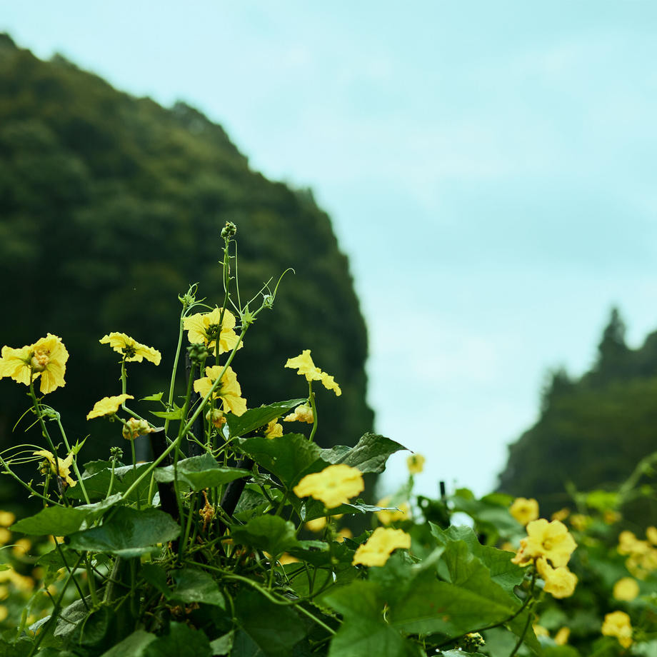 へちま畑