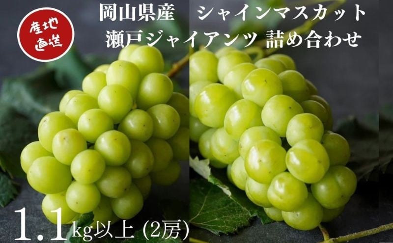 
            厳選 シャインマスカット・瀬戸ジャイアンツ 2房 合計1.2kg以上 詰合せ 産地直送 朝採れ ぶどう 葡萄 Kawahara Green Farm 岡山県産 2025年
          