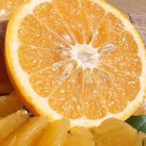 甘夏(あまなつ)秀品[約5kg] 和歌山県有田産 春みかん (果実サイズおまかせ)【1489913】