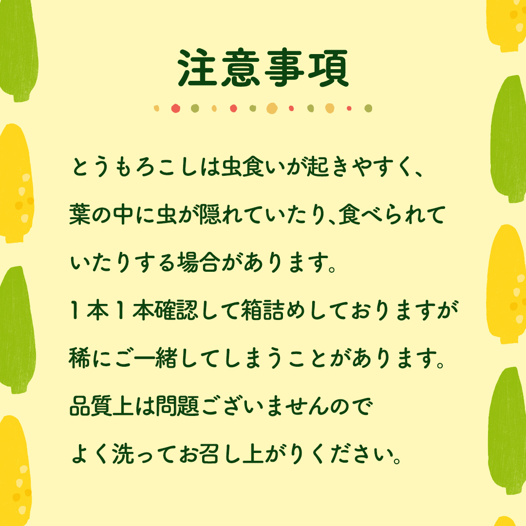 【先行予約 令和7年 6月下旬 以降発送 】 朝採り とうもろこし （ ゴールドラッシュ ） 約 3.5kg トウモロコシ 朝採り 甘い 新鮮 スイートコーン コーン 野菜 極甘 岩田さん 2025 