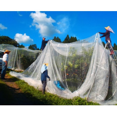 【2027年発送】岡山県産 極甘・樹熟し白桃『まみむめ桃』(ご家庭用) 化粧箱入り【配送不可地域：離島】