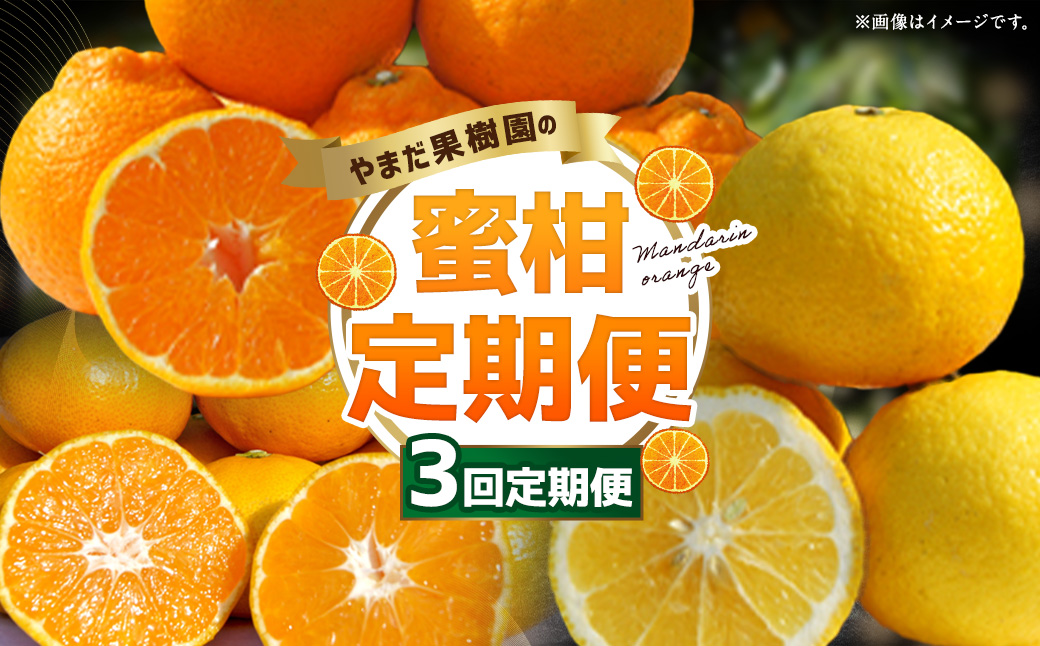 【3回定期便】やまだ果樹園の柑橘定期便　みかん ミカン 蜜柑 たらみかん 太良みかん 柑橘 国産 フルーツ 果物 くだもの 果実 ビタミン豊富 爽やか 甘い 濃厚 贈答品 贈り物 定期便 定期 佐賀県