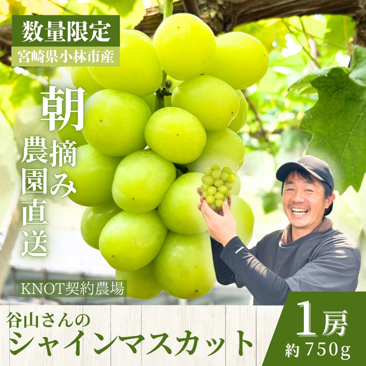 【2026年発送 先行予約】特選大房朝摘み完熟シャインマスカット1房 750g程度（ブドウ ぶどう フルーツ シャインマスカット 先行受付 2026 宮崎県）