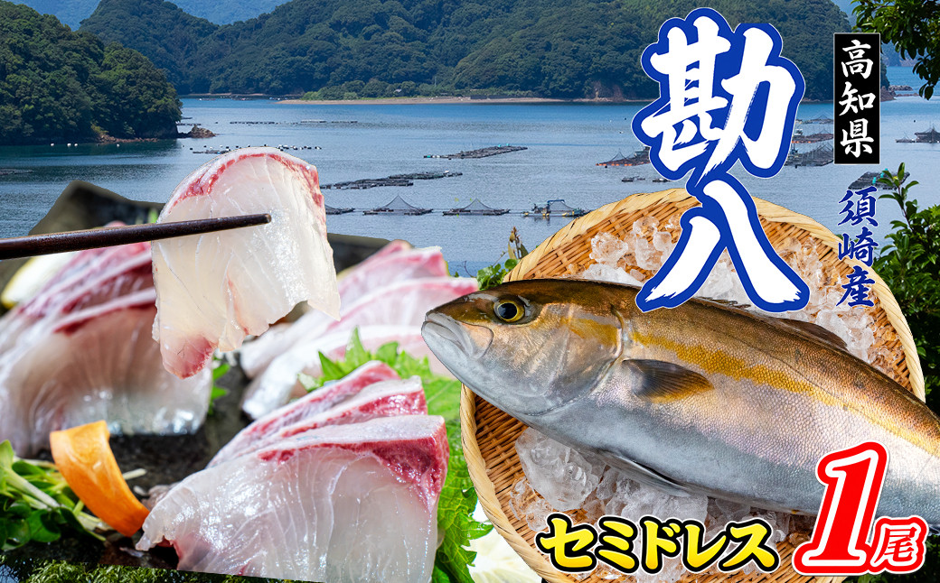 カンパチ丸ごと１本 (セミドレス） 新鮮 高知県産 勘八 かんぱち 刺身 さしみ タタキ 切り身 お刺身用 養殖 活け締め 冷凍 海の幸 海鮮 魚介 グルメ カマ焼き あら汁 内祝い 食べ方いろいろ 